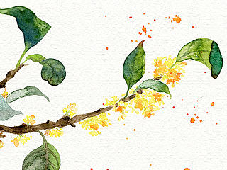 水彩插画——桂花