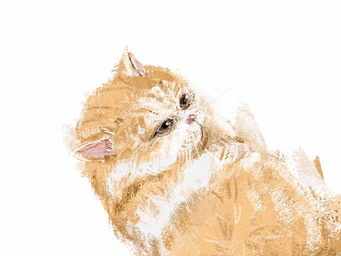 猫