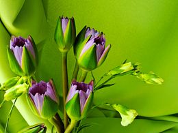 绿色｜植物｜睡莲｜花