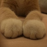 小绿巷的头像