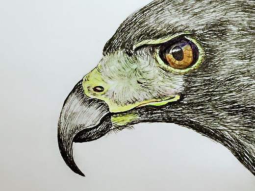 针管笔作品《鹰》