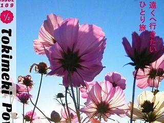 波斯菊（小米2s版）（個人主頁-ZNTkzNjg2NA==） - 風光攝影 - 站酷設(shè)計師了了拉拉原創(chuàng)素材 - 站酷ZCOOL