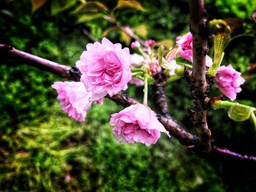 日本晚樱（个人主页-ZNDQxMzMyOTI=） - 人文/纪实摄影 - 站酷设计师夏之荷原创素材 - 站酷ZCOOL