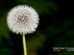 微距写生,新买的尼康105微距实拍测试