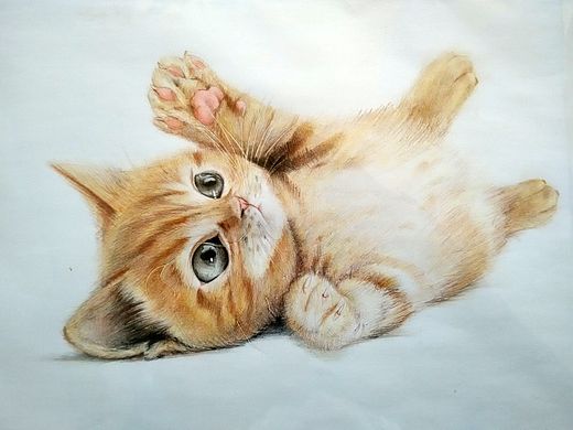 彩铅 猫——2014