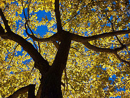 夜幕下的魔法树