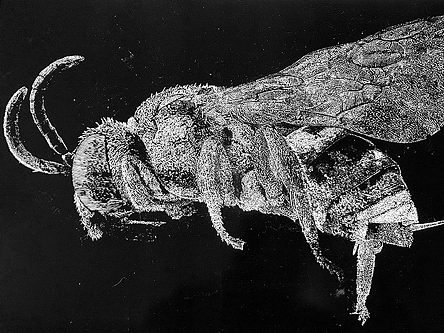 《万物静默如谜》 黑白木刻woodcut