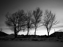 老家雪地里的白杨树