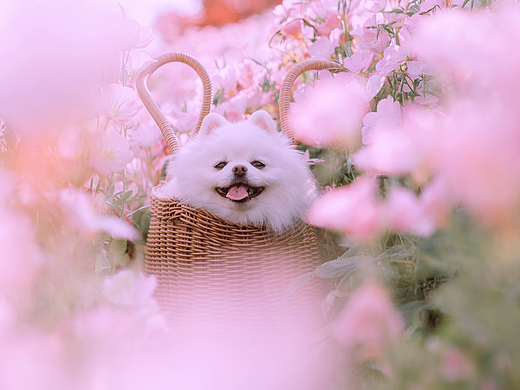 月见草的山坡