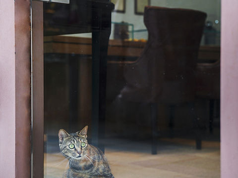望眼欲穿的花狸