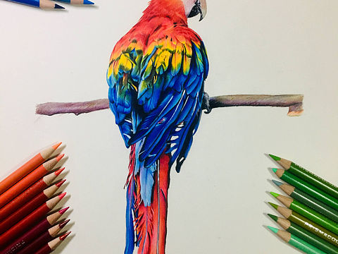 彩铅画 小鹦鹉一枚