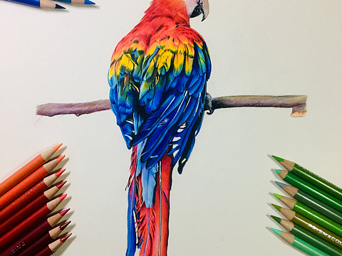 彩铅画 小鹦鹉一枚