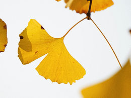 成都冬天難得的暖陽