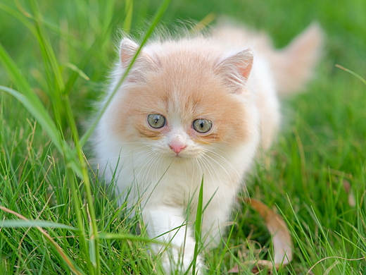 奶白高地猫