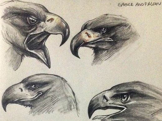 sketch- eagle（个人主页-ZMTM2MjYyOTY=） - 创作习作 - 站酷设计师文森的魔力鲨原创素材 - 站酷ZCOOL