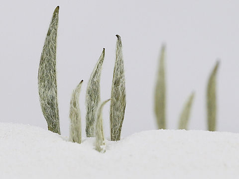 一组白茶（个人主页-ZMzg3MTgyODA=） - 产品摄影 - 站酷设计师晴天的暖原创素材 - 站酷ZCOOL