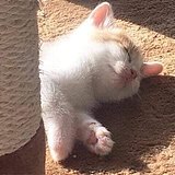 Tokiiiii的头像