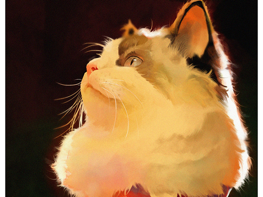 色彩练习———猫