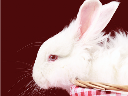 2023兔年预热大片拍摄