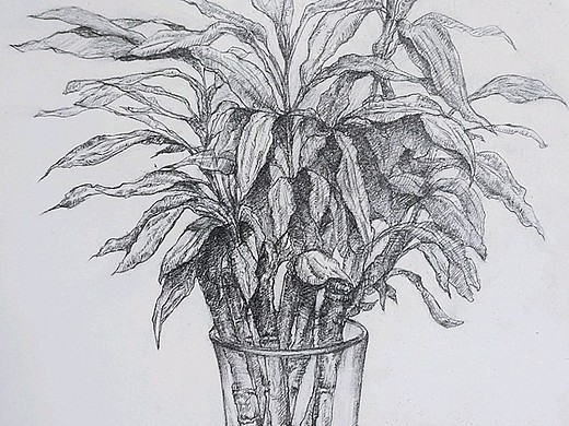 富贵竹 速写纯艺术-绘画3年前新安洲 亿辉 1/35手工艺-手办/模玩78003