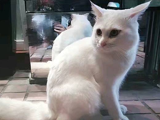 【小区里的流浪猫】