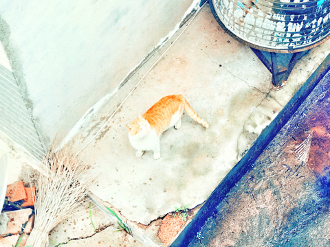 橘与猫