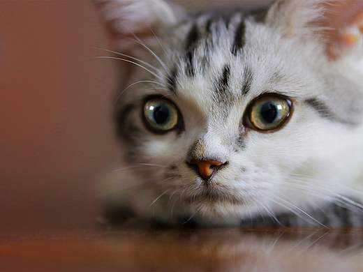 高清无码猫片