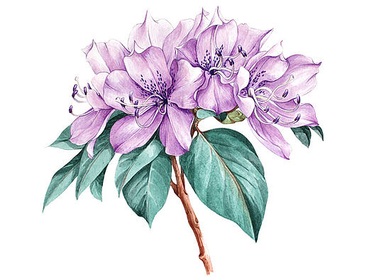 杜鹃花系列——马银花