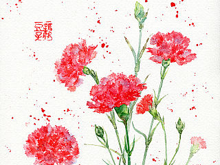 水彩插画——康乃馨