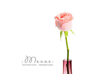 哈尔滨 雷鸣摄影 《摩登为塔的那些花儿》 产品 广告 静物