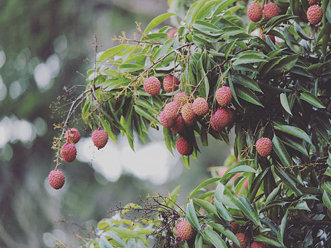 红花山公园一行