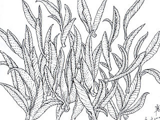 5幅茶叶包装插图