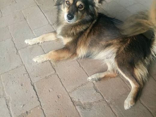 狗（個(gè)人主頁-ZMjQxNjE1MjA=） - 產(chǎn)品攝影 - 站酷設(shè)計(jì)師張zj晶原創(chuàng)素材 - 站酷ZCOOL