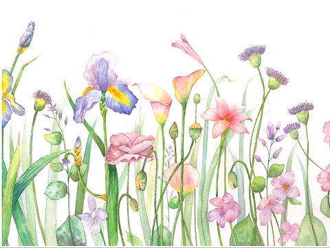 水彩花卉世界