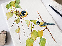 水彩插画｜鸟儿与植物