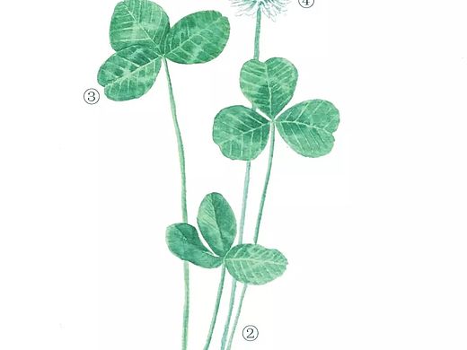 之前给湿地公园画的植物图鉴