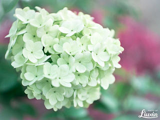 人间四月天（个人主页-ZNzUyODcxMg==） - 风光摄影 - 站酷设计师浮沉流星原创素材 - 站酷ZCOOL