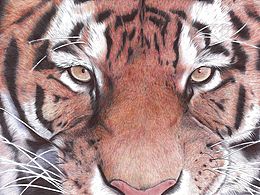 圓珠筆畫  可愛的動(dòng)物們