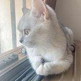 爱吃火锅的小猫的头像