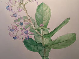 各类花草植物水彩