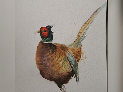 水彩野鸡（个人主页-ZMzg1MjkwMTI=） - 绘画 - 站酷设计师Z02757098原创素材 - 站酷ZCOOL