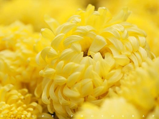 【東泽视觉】福建省第五届菊花展以及莆田市第七届盆景展（个人主页-ZMTQwMjc3MDA=） - 产品摄影 - 站酷设计师東泽视觉原创素材 - 站酷ZCOOL