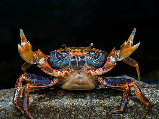 霸气的野生螃蟹