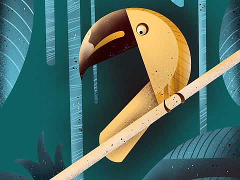 【插画练习|犀鸟】