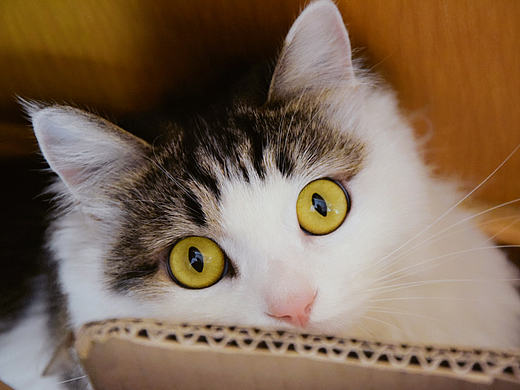 我家小破喵一只