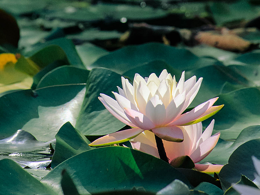 白莲（横图版）