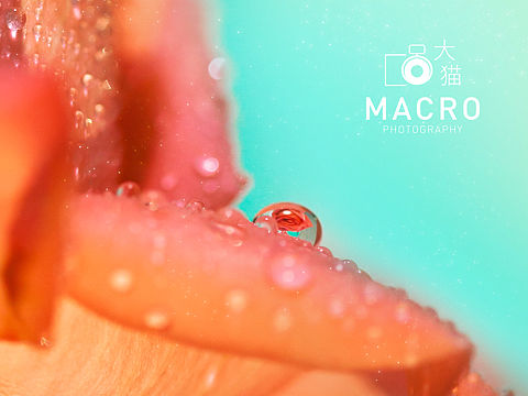 深夜玫瑰（个人主页-ZMzE1NDU4NDA=） - 产品摄影 - 站酷设计师大猫影界原创素材 - 站酷ZCOOL