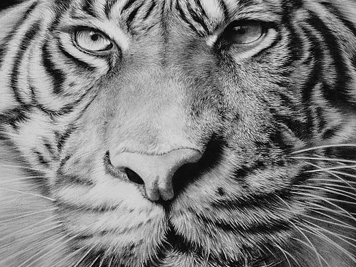 虎年來(lái)只猛虎（個(gè)人主頁(yè)-ZNTI1Nzk0MjA=） - 繪畫(huà) - 站酷設(shè)計(jì)師浩軒手繪原創(chuàng)素材 - 站酷ZCOOL