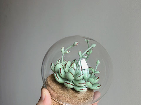 粘土多肉—巧克力线