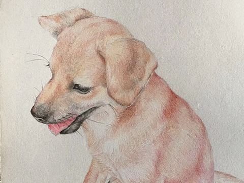 彩铅新手炜小求88彩铅z1703705552彩铅编筐侑誰記噉伱伱57彩铅画 手绘